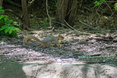 Sciurus niger