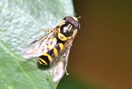 Stripe-backed Brusheye