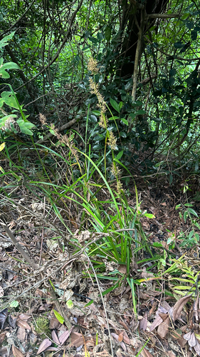 Carex cruciata observed 2026-10-10