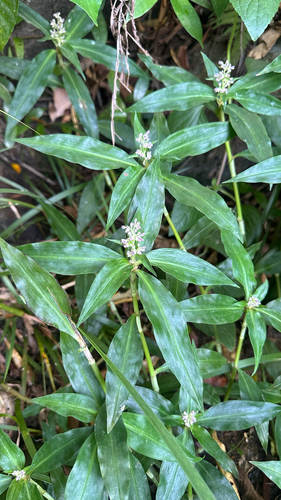 Floscopa scandens observed 2026-10-10