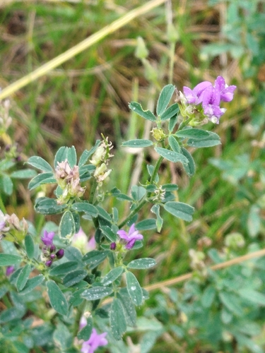 Alfalfa