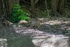 Sciurus niger