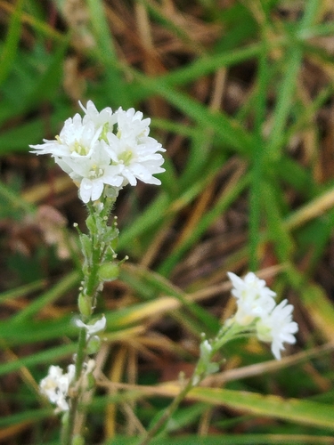 hoary alyssum