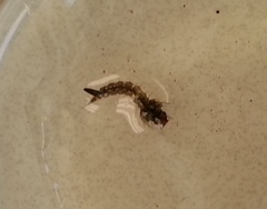 Culiseta incidens