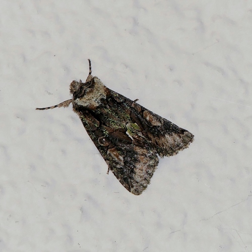 Green-brindled Crescent