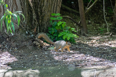 Sciurus niger