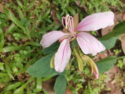 Bauhinia purpurea observed 2026-10-10