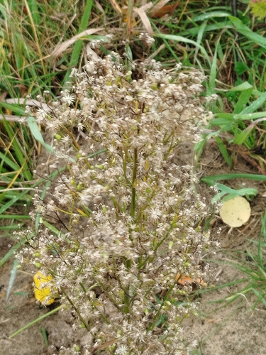 horseweed