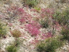 Chorizanthe staticoides