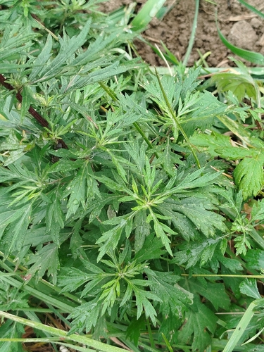 common mugwort