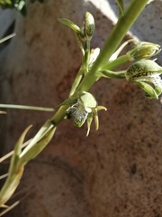 Chloraea cylindrostachya