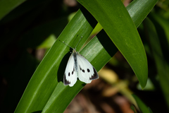 Pieris brassicae azorensis