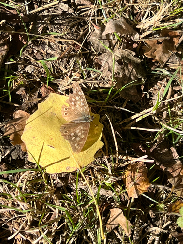 Speckled Wood