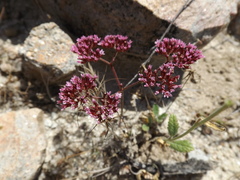 Chorizanthe staticoides