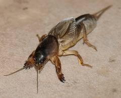 Gryllotalpa monanka