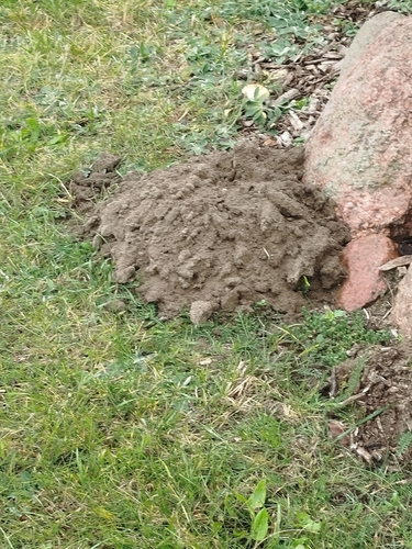 European Mole