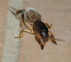Gryllotalpa monanka