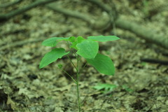Smilax ecirrhata