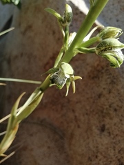 Chloraea cylindrostachya