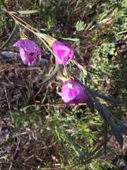 Clarkia williamsonii