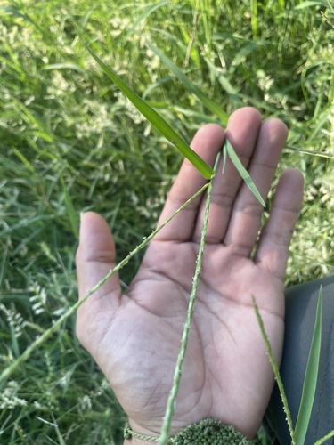 Digitaria ciliaris observed 2026-10-10