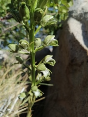Chloraea cylindrostachya