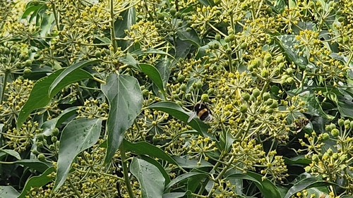 Buff-tailed Bumble Bee