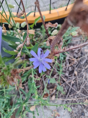 chicory