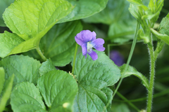 Viola sororia
