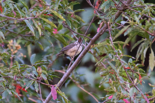 Yuhina brunneiceps observed 2026-10-10