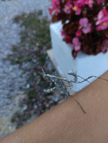 Mediterranean Conehead Mantis