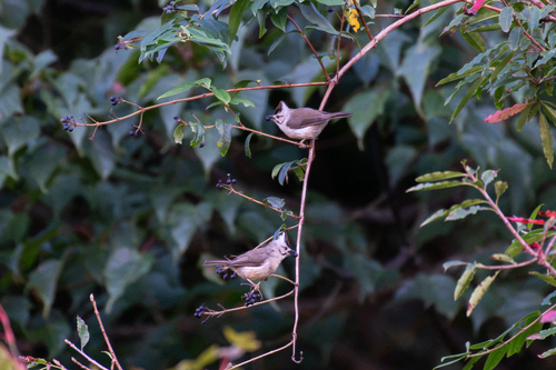 Yuhina brunneiceps observed 2026-10-10