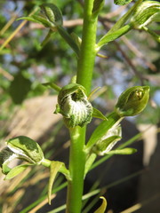 Chloraea cylindrostachya