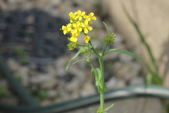 Brassica rapa nipposinica