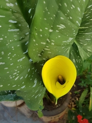 Zantedeschia elliottiana