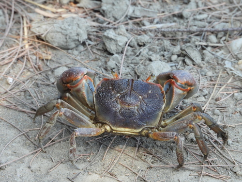 Chasmagnathus observed 2026-10-10