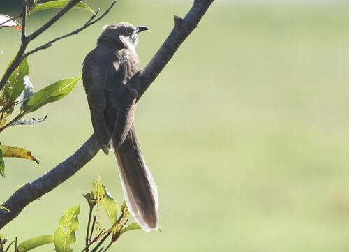 Black-billed Cuckoo