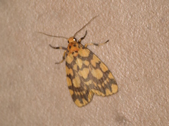 Miltochrista quadrilineata