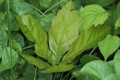 Quercus bicolor