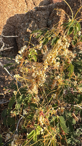 pretty dodder