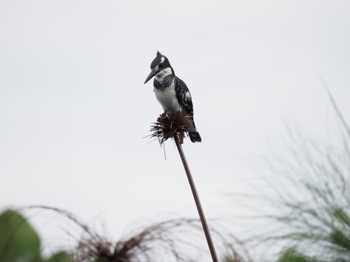 Pied Kingfisher