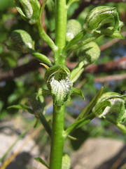 Chloraea cylindrostachya