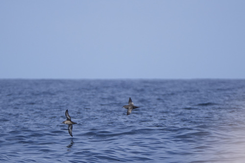 Puffinus tenuirostris observed 2026-09-24