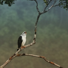 Leucopternis melanops