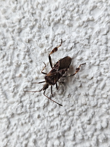 Western Conifer Seed Bug