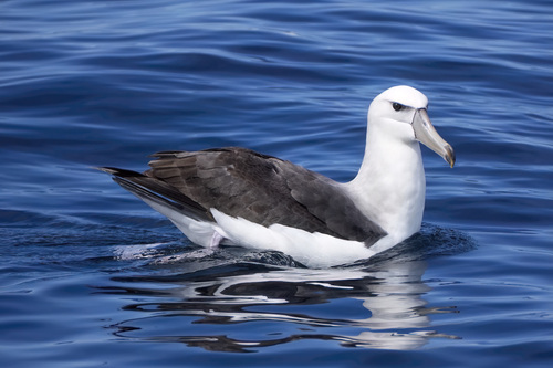 iNaturalist image