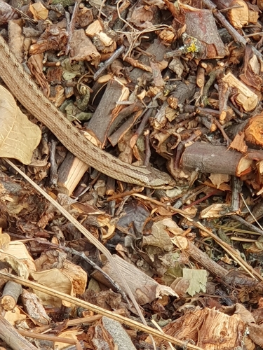 Smooth Snake