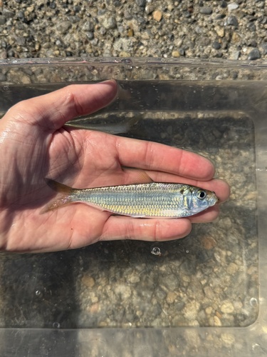 Sardinella zunasi observed 2026-10-08