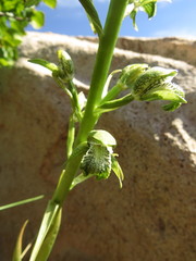 Chloraea cylindrostachya