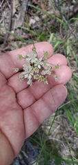 Allium fraseri